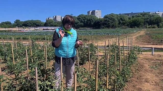 Подкормки томатов. Когда и чем подкармливать томаты после высадки в грунт. смотреть онлайн
