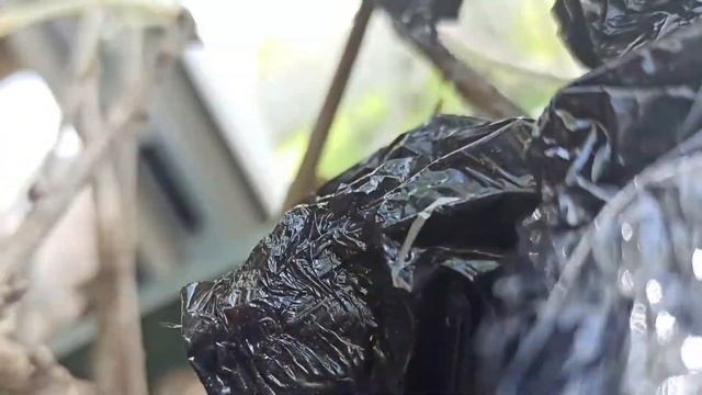 Вскрываем коробку с кустовыми саженцами от компании 