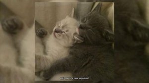 комсомольск - орфей (speed up)