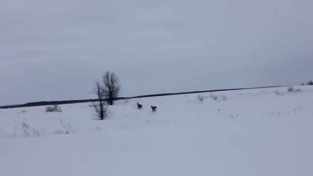 На снегоходе за косулями смотреть онлайн