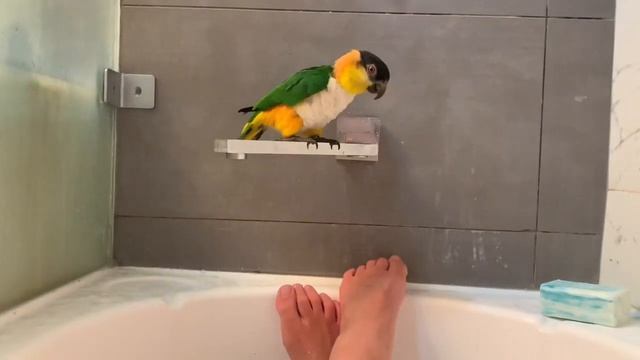 Life With Black Headed Caique Parrots - Funny Parrots!