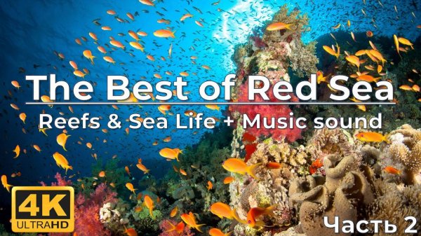 The Best of Red Sea Underwater in 4K - Colorful Reefs & Sea Life + Music. pt. 2