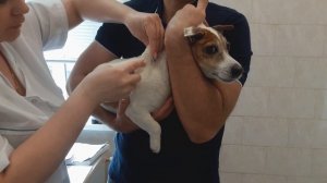 Сделали Джеку 10 ежегодную прививку/ Куда делается прививка собаке/ ВАКЦИНАЦИЯ СОБАК