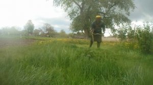 Мотокоса Stihl fs 130 очередной покос травы.