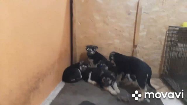 Щенки Восточно-европейской овчарки от чемпионов смотреть онлайн