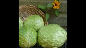 Обзор сорта капусты "Белорусская" (характеристики, свойства, фото)