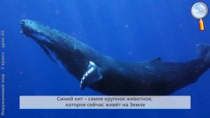 Окружающий мир 1 класс (Урок№20 - Где живут белые медведи, слоны и где зимуют птицы?)