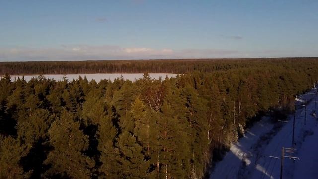 ЗИМНИЙ ЛЕС смотреть онлайн