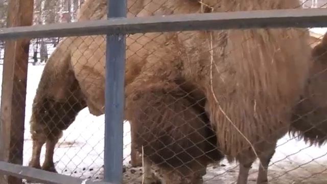 Зимовка зверей смотреть онлайн
