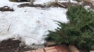 Дача / начало весны / ранняя весна