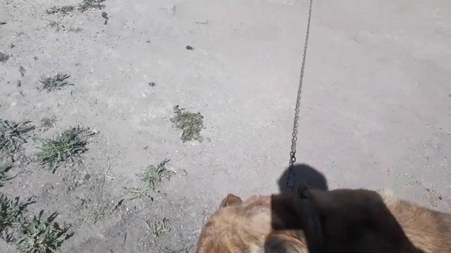 Кошка вышла погулять и подошла к собаке в цепи