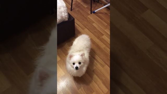 Мальчишка Арчибальд смотреть онлайн