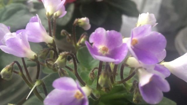 Поставьте их у компьютера! смотреть онлайн