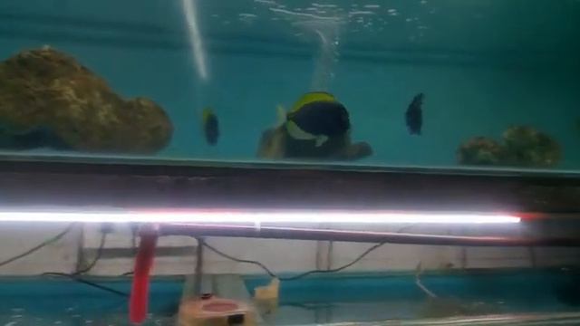 aquarium marine and anemone fish for sale at joes aqua world mumbai 9833898901 смотреть онлайн