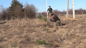 Сажаем живую изгородь из сосны и ели.