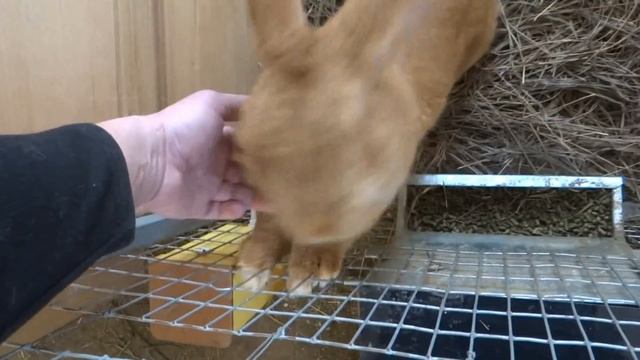 Немецкий ризен gelb любит ласку ЛПХ Моряк смотреть онлайн