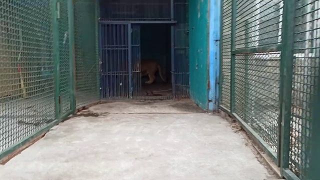 Ленивый Симба???❤ смотреть онлайн