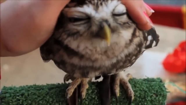 Cutest owl ever: northern saw whet owl смотреть онлайн