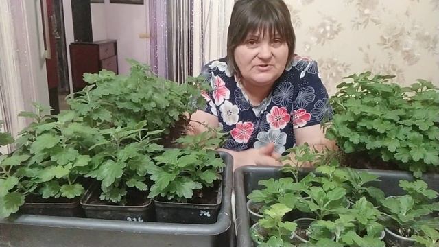 Навіщо черенкувати хризантему взимку ? Як черенкувати? смотреть онлайн