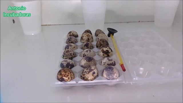 Humedad Relativa De Incubación