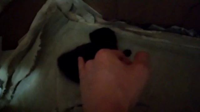 Котенок окружён заботой двух нянечек