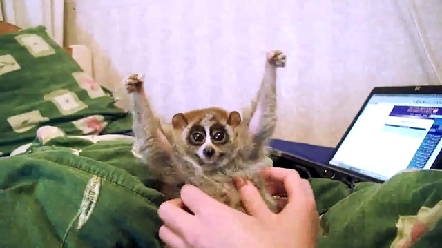 Լեմուր աշխարհի ամենաքնքուշ կենդանի 