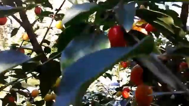 Кизил сорта Кораловый Марка смотреть онлайн