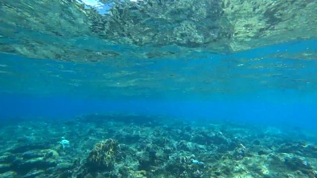 Египет/Шарм-эль-Шейх/дайвинг/визы/еда/обзор/цены/история/достопримечательности/экскурсии/транспорт/ смотреть онлайн