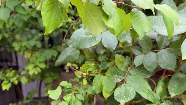 Крым, Ялта, Канатная дорога Ялта-горка смотреть онлайн