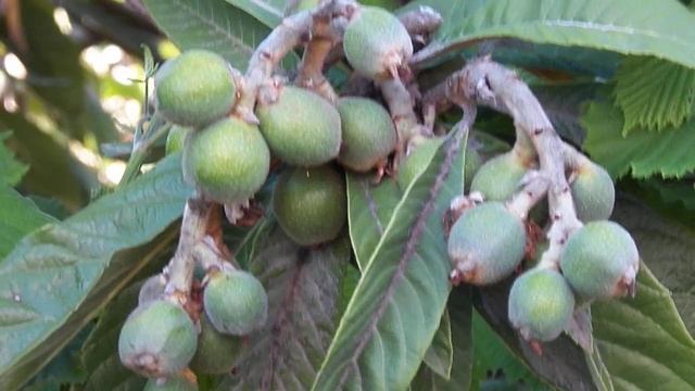 Мушмула из которой делают амаретто смотреть онлайн