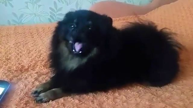 Поющий шпиц Ральф Померанский смотреть онлайн