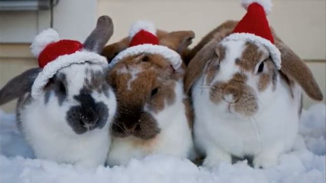 Новогодняя Подборка смешных картинок с кошками и собаками смотреть онлайн