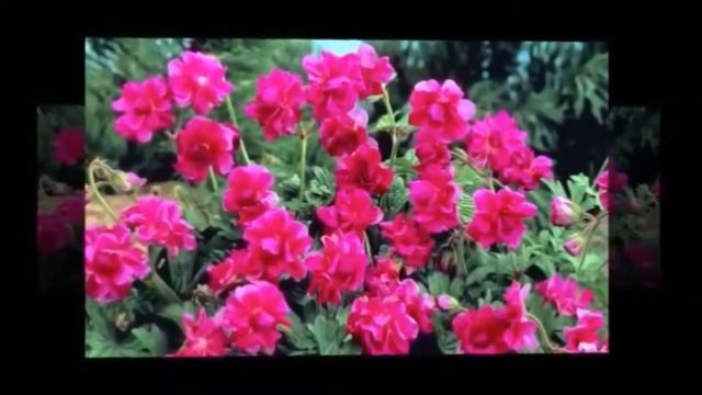 Яран гөл Гөльнур Абдуллина көе, Р Кужакова һүз Салишев аранҗировкаһы смотреть онлайн