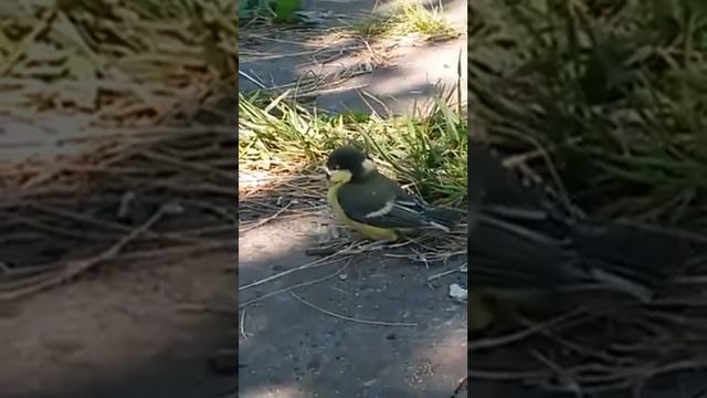 Дачный житель смотреть онлайн