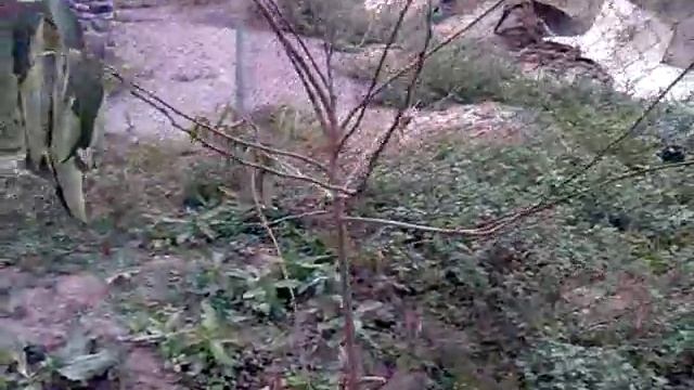 Гранат и королёк в Ставропольском крае смотреть онлайн