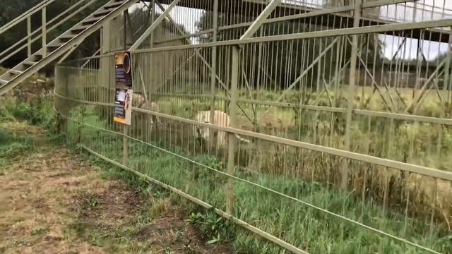 ВЛОГ: Эко-ферма на Новой Риге «Усадьба Кузнецово». Земля Прайда смотреть онлайн