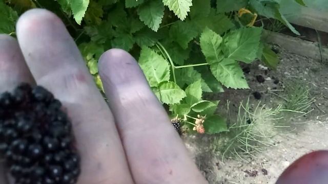 Ежевика и осы смотреть онлайн