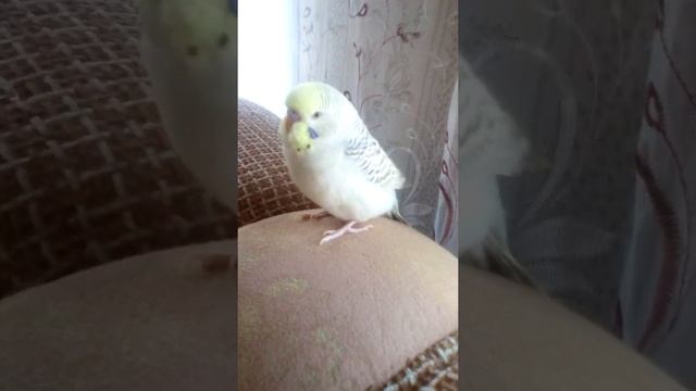 Какую породу попугайчика лучше купить? смотреть онлайн