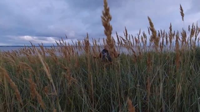 Пляж в Кронштадте смотреть онлайн