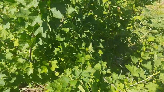 И снова о черной мухе... Что со смородиной после ее нашествия? И кто ест мои цветы? смотреть онлайн