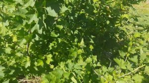 И снова о черной мухе... Что со смородиной после ее нашествия? И кто ест мои цветы?