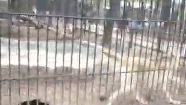 Прыжок волка смотреть онлайн