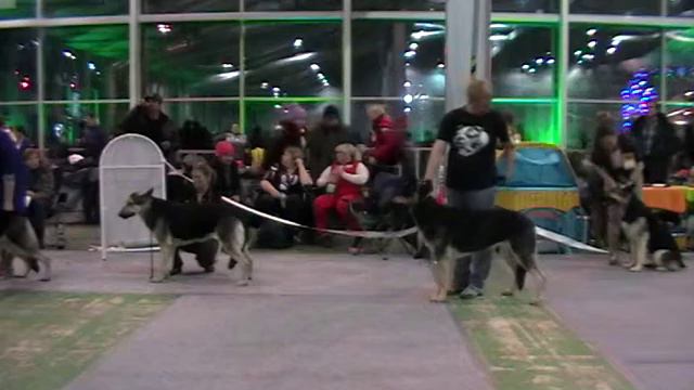 Суки чемпионы смотреть онлайн