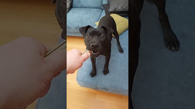 ART Patterdale Estacado 5.5mnth bone to pick fell terriers смотреть онлайн