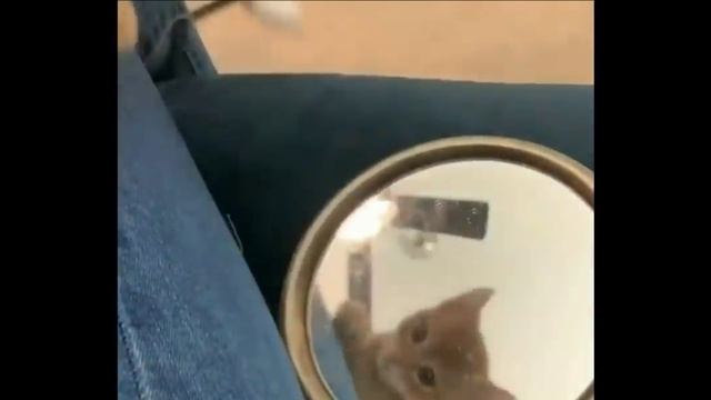 Веселая жизнь котов ? ! Подборка смешных котов для хорошего настроения ? ! смотреть онлайн