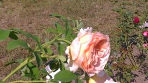 Плетистая роза Полька (Polka)