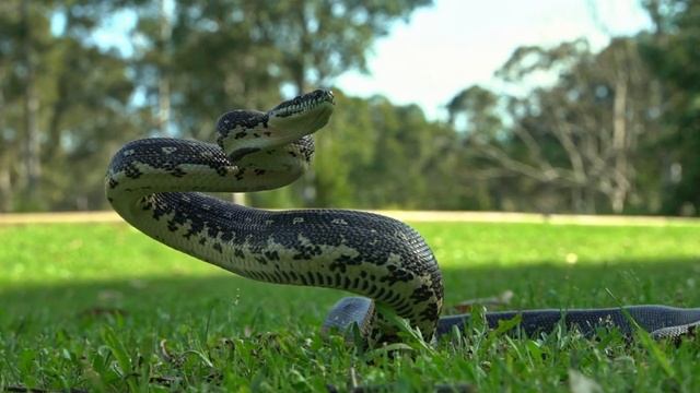 QUANDO A COBRA GIGANTE MATA SUA PRESA смотреть онлайн