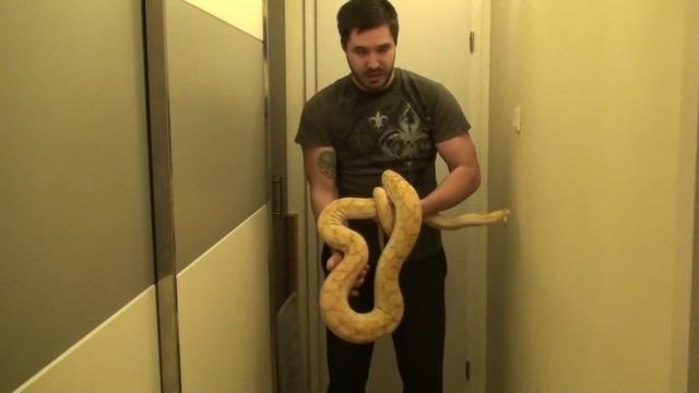 Purple Albino super dwarf reticulated python смотреть онлайн