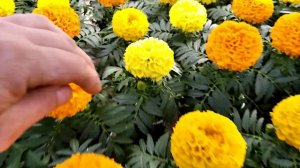 БАРХАТЦЫ ТАЙШАН ИЛИ ДИСКАВЕРИ? Наш опыт в выращивании!