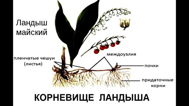 § 10 Стебель, его строение и значение смотреть онлайн